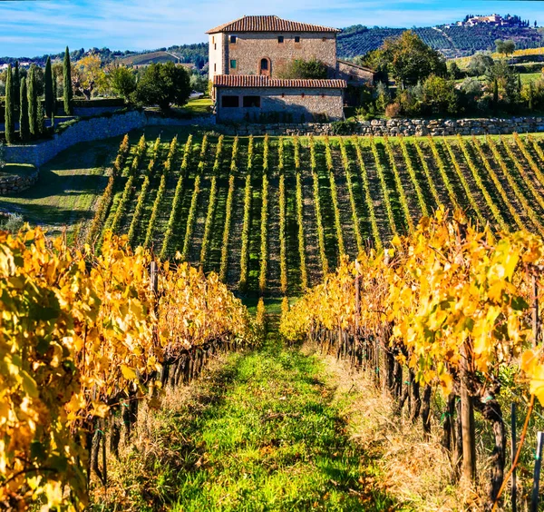 Toscana tradicional - paisagem com vinhas de outono. Itália — Fotografia de Stock