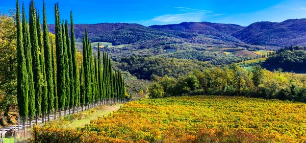 Toscane traditionnelle - paysages avec vignobles d'automne et cyprès — Photo