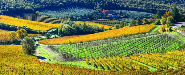 Осінній пейзаж - прекрасні виноградники, Тоскана, Італія — стокове фото