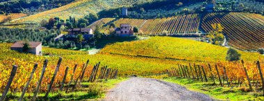 Picturesque countryside with golden vineyards, famosu wine region,Piemonte ,Italy. clipart