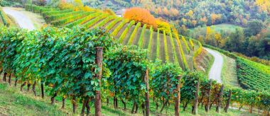 Sonbahar renkleri resimsel üzüm bağları, Piemonte. İtalya