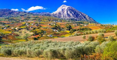 Benevento Eyaleti, Campania, İtalya için üzüm bağları ve zeytin ağaçlarının renkli alanları.