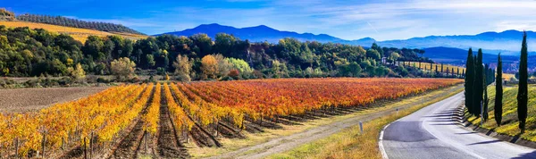 Campo tradicional e paisagens da bela Toscana. Vinhas multicoloridas . — Fotografia de Stock