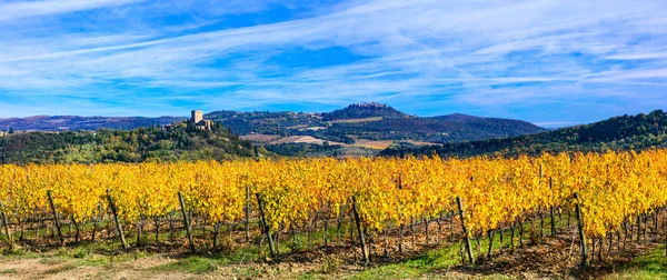Vinhedos dourados. Belos campos de uva em cores de outono. Toscana . — Fotografia de Stock