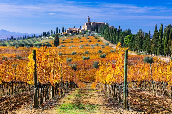 Toskana altın üzüm bağları. Castello di Banfi. İtalya — Stok fotoğraf