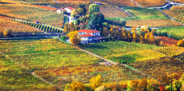 Pictorial countryside and beautiful vineyards of Piemonte in autumn.