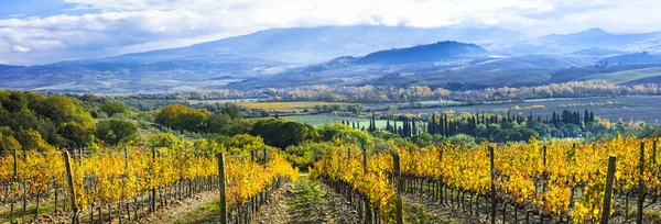 Прекрасний виноробний регіон Тоскани в Італії. Золоті мальовничі виноградники. — стокове фото