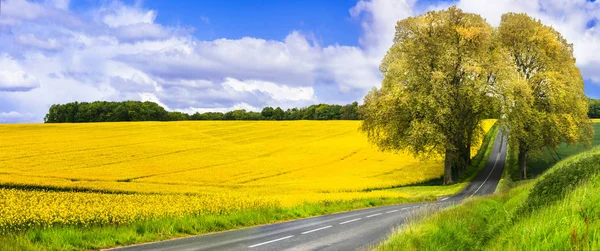 Beleza na natureza. Lindo campo da França. Flores amarelas florescentes . — Fotografia de Stock