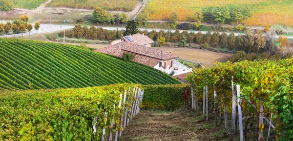 Campo con hileras de viñedos en Toscana, famosa región vinícola, Italia . — Foto de Stock