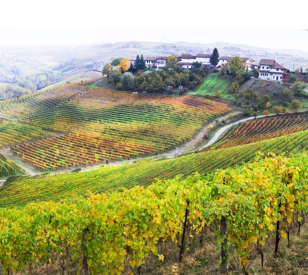 Schönheit in der Natur - herbstliche Landschaft mit Reihen bunter Weinberge. — Stockfoto