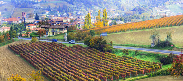 autumn countryside with rows of colorful vineyards in Piedmont, 