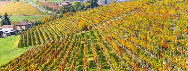 Outono campo com fileiras de vinhas coloridas no Piemonte , — Fotografia de Stock