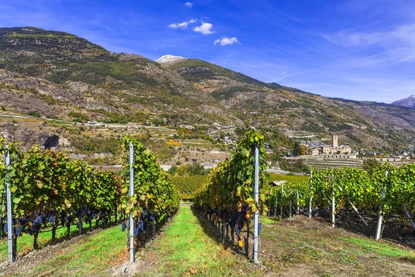 베드로 Valle Daosta 포도밭이다 이탈리아 포도주 — 스톡 사진