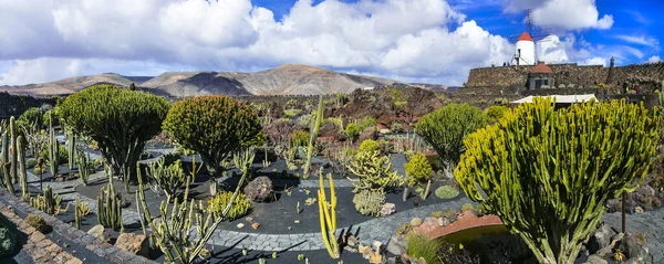 Lanarote Eiland Botanische Cactus Tuin Populaire Attractie Het Canarische Eiland — Stockfoto