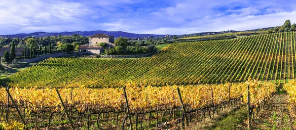 Vinhedos Dourados Belos Campos Uva Cores Outono Cenário Toscana Itália — Fotografia de Stock