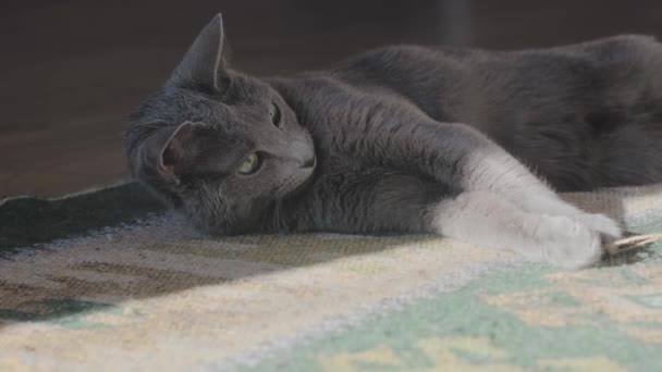 Russische blauwe kat spelen in de zon op de vloer — Stockvideo