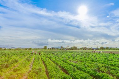 Bir grup çiftçi, güneşli bir günde güneşi gölgelemek için büyük bir şemsiye kullanarak çiftlikte yetişen sebzeleri hasat etmeye yardım eder.