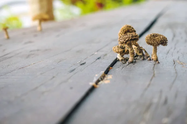 Pequenos cogumelos estão crescendo em tábuas de madeira para fazer uma mesa durante o tempo quente e úmido . — Fotografia de Stock