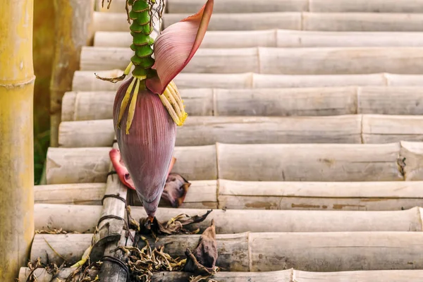 De rijpe bananenbloesem en bananenbos boven de bamboe loopbrug in de tuin. — Stockfoto