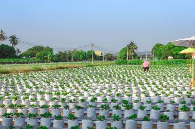 Çimleri çapayla biçen çiftçi ve büyüyen çilek çiftliğini öğleden sonra temizliyor..