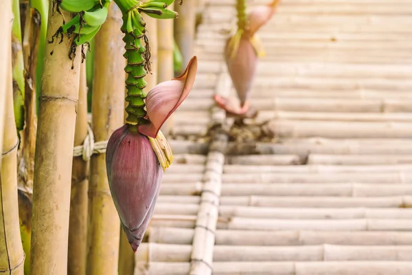 De rijpe bananenbloesem en bananenbos boven de bamboe loopbrug in de tuin. — Stockfoto