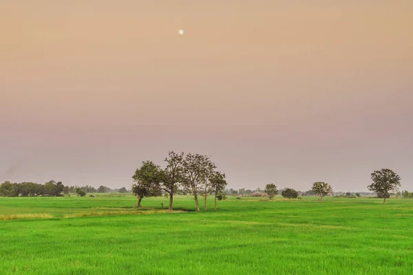 Eine Gruppe Reiher hockt auf dem Baum im Reisfeld, um sich am Abend nach Sonnenuntergang und Mondaufgang zu entspannen. — Stockfoto