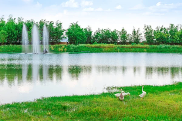 Group of swan eating near the reservoir in the public park — Stock Photo, Image