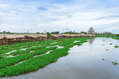 Suhan Buri, Tayland 'daki Sa Pan Khong yüzer pazarının yanında sabah zaferini elde etmek için nehirde kürek çeken dişi çiftçi. Sabah zaferi vücudun vitamin ve besin maddelerini içeren tropikal bir yemektir..