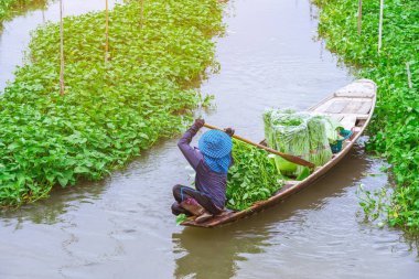 Dişi çiftçi, pazarda satılmak üzere sabah zaferini toplamak için nehirde kürek çekiyor. Sabah zaferi vücudun vitamin ve besin maddelerini içeren tropikal bir yemektir..
