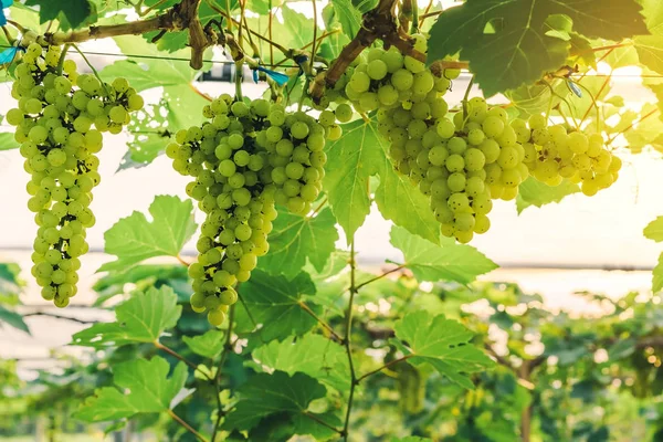 Racimos de uvas verdes jóvenes que cuelgan de la vid con hojas verdes en el jardín orgánico . — Foto de Stock