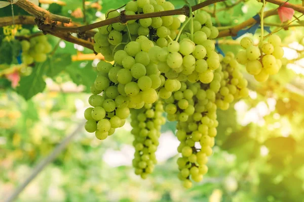 Racimos de uvas verdes jóvenes que cuelgan de la vid con hojas verdes en el jardín orgánico . — Foto de Stock