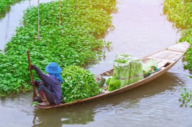 Dişi çiftçi, pazarda satılmak üzere sabah zaferini toplamak için nehirde kürek çekiyor. Sabah zaferi vücudun vitamin ve besin maddelerini içeren tropikal bir yemektir..