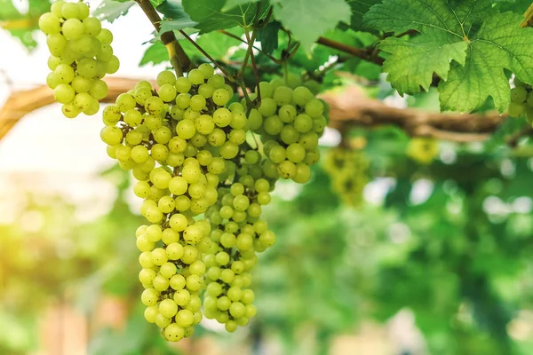 Racimos de uvas verdes jóvenes que cuelgan de la vid con hojas verdes en el jardín orgánico . — Foto de Stock