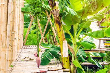 Bahçedeki bambu geçidinin üzerinde olgunlaşmış muz çiçekleri ve muzlar toplanır..