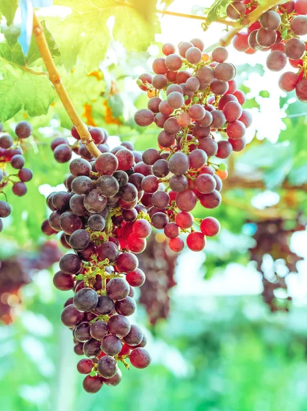 Racimos de uvas púrpuras colgando de la vid con hojas verdes en el jardín orgánico . — Foto de Stock