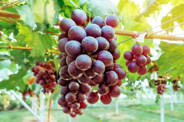 Racimos de uvas púrpuras colgando de la vid con hojas verdes en el jardín orgánico . — Foto de Stock