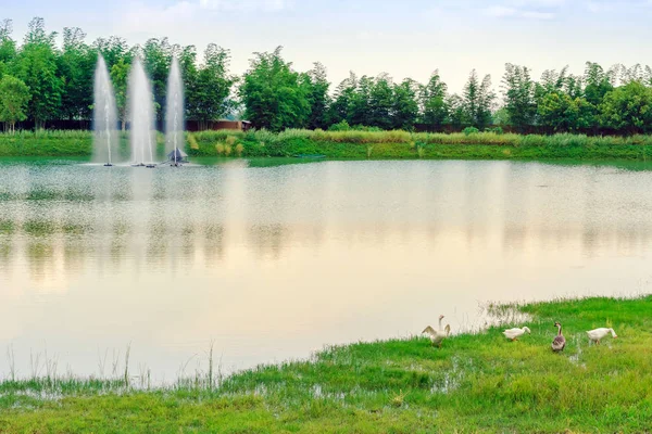 Group of swan eating near the reservoir in the public park — Stock Photo, Image