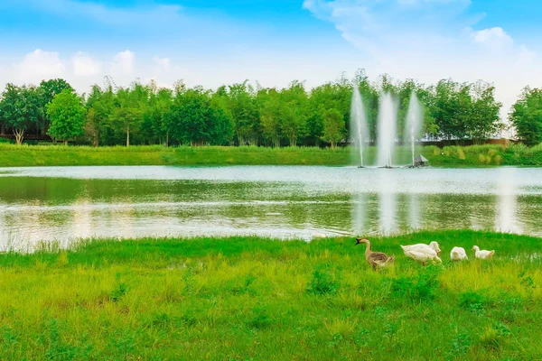 Group of swan eating near the reservoir in the public park — Stock Photo, Image