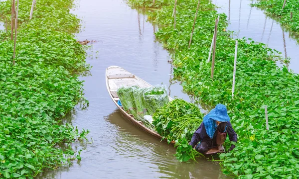 Mujer agricultora remo en el río para recoger la gloria de la mañana para la venta en el mercado. La gloria matutina es un alimento tropical que contiene vitaminas y nutrientes para el cuerpo . — Foto de Stock