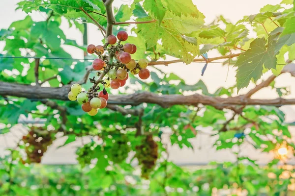 Racimos de uvas jóvenes de colores que cuelgan de la vid con hojas verdes en el jardín orgánico . — Foto de Stock