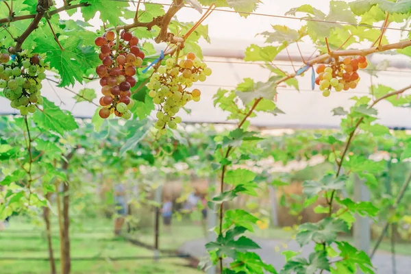 Racimos de uvas jóvenes de colores que cuelgan de la vid con hojas verdes en el jardín orgánico . — Foto de Stock