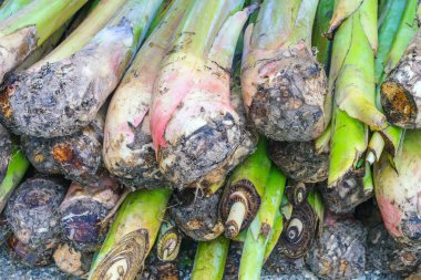 Toprağın altındaki muz emicileri Corm adında büyük bir rizomdur. Ağaç dikmeye hazırlanın..