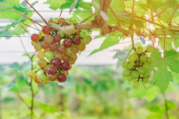 Racimos de uvas jóvenes de colores que cuelgan de la vid con hojas verdes en el jardín orgánico . — Foto de Stock