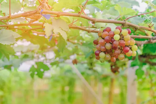Racimos de uvas jóvenes de colores que cuelgan de la vid con hojas verdes en el jardín orgánico . — Foto de Stock