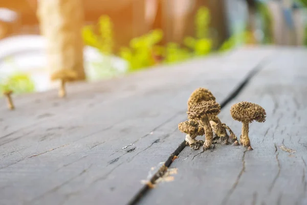 Small mushrooms are growing on wooden planks to make a table during hot and humid weather.
