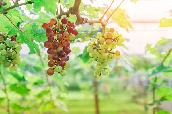 Racimos de uvas jóvenes de colores que cuelgan de la vid con hojas verdes en el jardín orgánico . — Foto de Stock