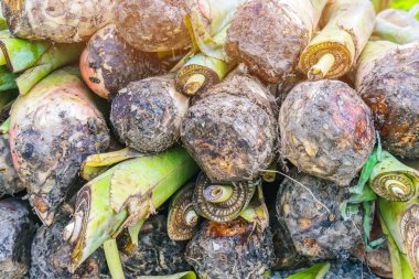 Toprağın altındaki muz emicileri Corm adında büyük bir rizomdur. Ağaç dikmeye hazırlanın..