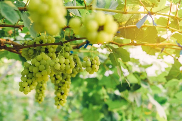 Racimos de uvas verdes jóvenes que cuelgan de la vid con hojas verdes en el jardín orgánico . — Foto de Stock