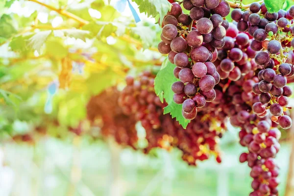 Racimos de uvas púrpuras colgando de la vid con hojas verdes en el jardín orgánico . — Foto de Stock