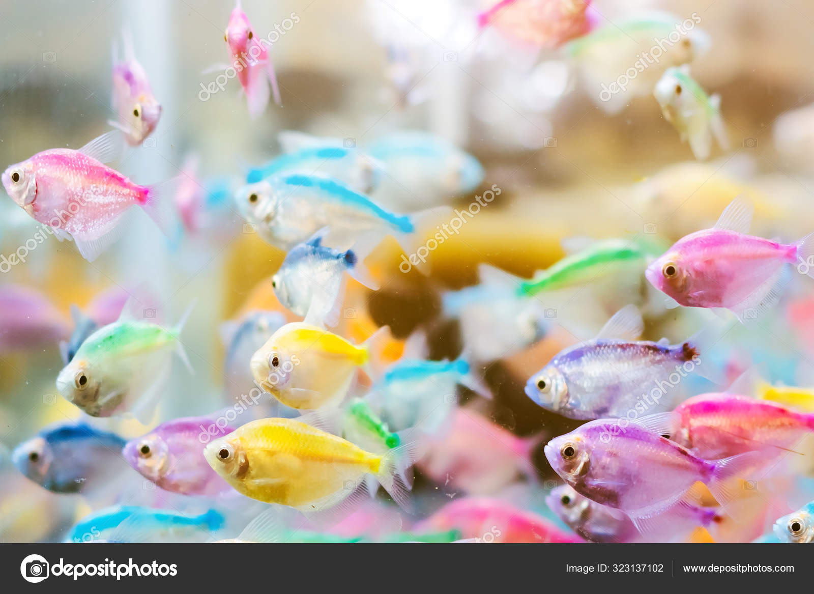 Colorful of small fish (Blue-banded Whiptail) or science name